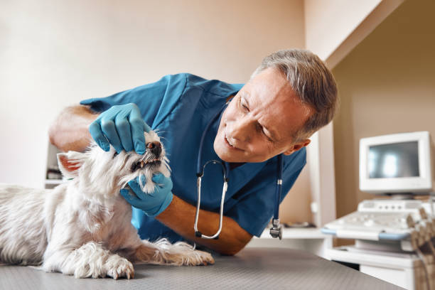 Best Dentist Open on Weekends  in Travilah, MD